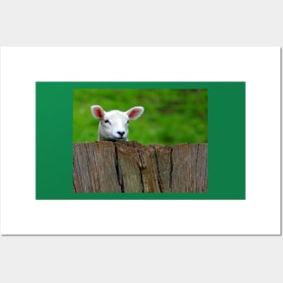 cute Lamb hiding Posters and Art